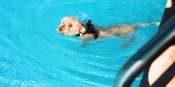 Dogs to have their day at the pool on the last day of the Los Angeles County pool season