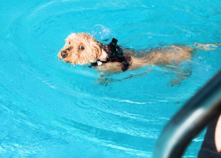 Dogs to have their day at the pool on the last day of the Los Angeles County pool season