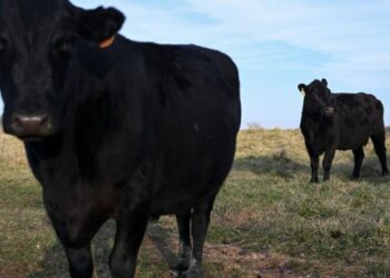 Americans finally say no to soaring beef prices as chicken takes over the grill
