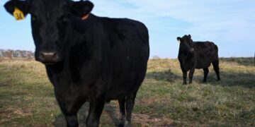 Americans finally say no to soaring beef prices as chicken takes over the grill