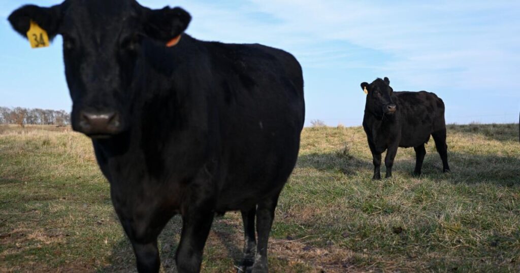 Americans finally say no to soaring beef prices as chicken takes over the grill