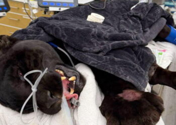 Black jaguar Samba dies following rattlesnake bites at California sanctuary