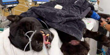 Black jaguar Samba dies following rattlesnake bites at California sanctuary