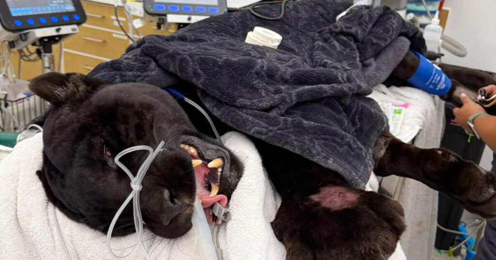 Black jaguar Samba dies following rattlesnake bites at California sanctuary