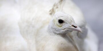 Pasadena peacock beaten by postal worker, video shows; neighbors outraged