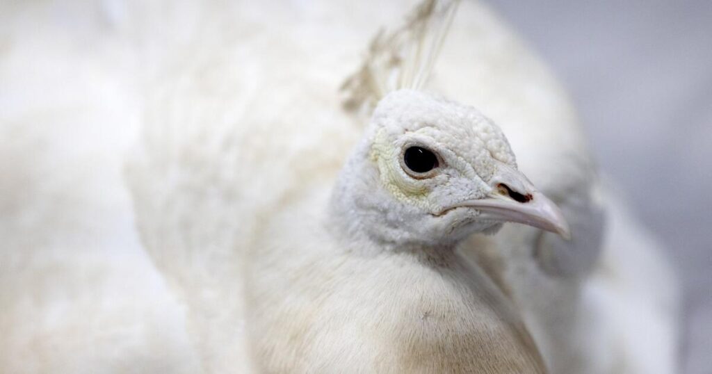 Pasadena peacock beaten by postal worker, video shows; neighbors outraged