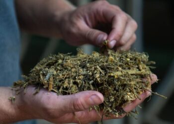 The secret ingredients farmers add to their dairy cows’ diets