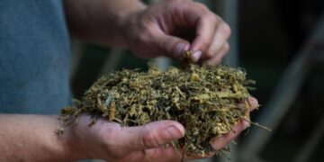 The secret ingredients farmers add to their dairy cows’ diets