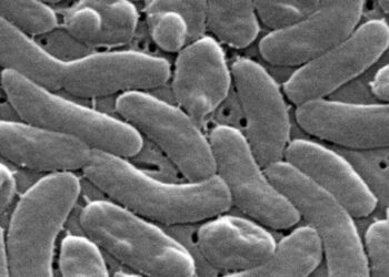 Flesh-eating bacteria cases prompt health warnings for Gulf Coast beachgoers