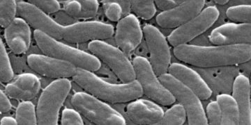 Flesh-eating bacteria cases prompt health warnings for Gulf Coast beachgoers