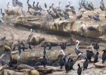 ‘Unacceptable’: La Jolla man who admitted kicking a sea lion faces a year in jail and $100,000 fine