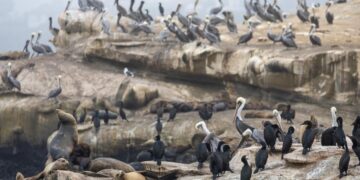 ‘Unacceptable’: La Jolla man who admitted kicking a sea lion faces a year in jail and $100,000 fine