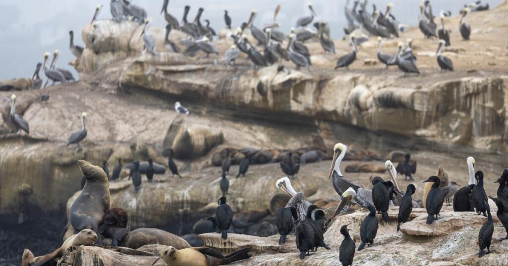 ‘Unacceptable’: La Jolla man who admitted kicking a sea lion faces a year in jail and $100,000 fine