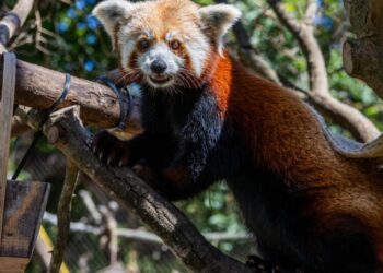 Red panda mom dies weeks after loss of newborn cubs at California zoo