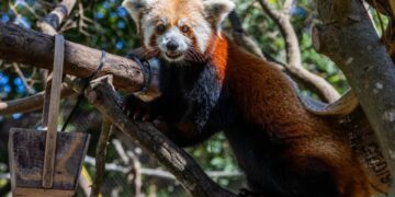 Red panda mom dies weeks after loss of newborn cubs at California zoo