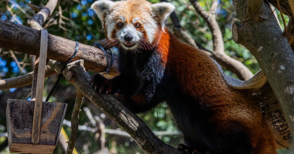 Red panda mom dies weeks after loss of newborn cubs at California zoo