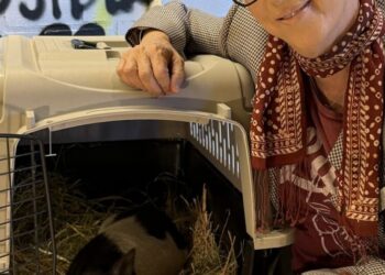 Grammy-winning songwriting legend Diane Warren adopts ‘Wilbur’ the rogue WeHo pig