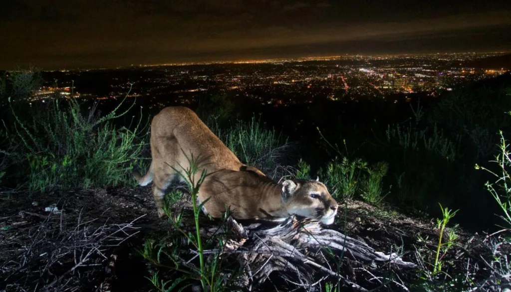 A female mountain lion 