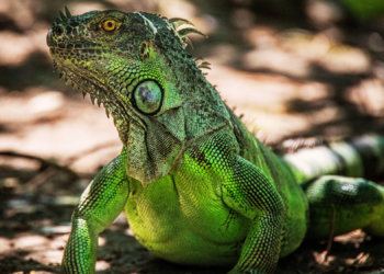 Giant Iguana Escapes Its Shipping Box, Wreaks Havoc Inside a FedEx in Wild Video