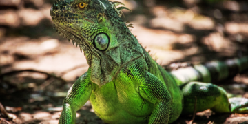 Giant Iguana Escapes Its Shipping Box, Wreaks Havoc Inside a FedEx in Wild Video