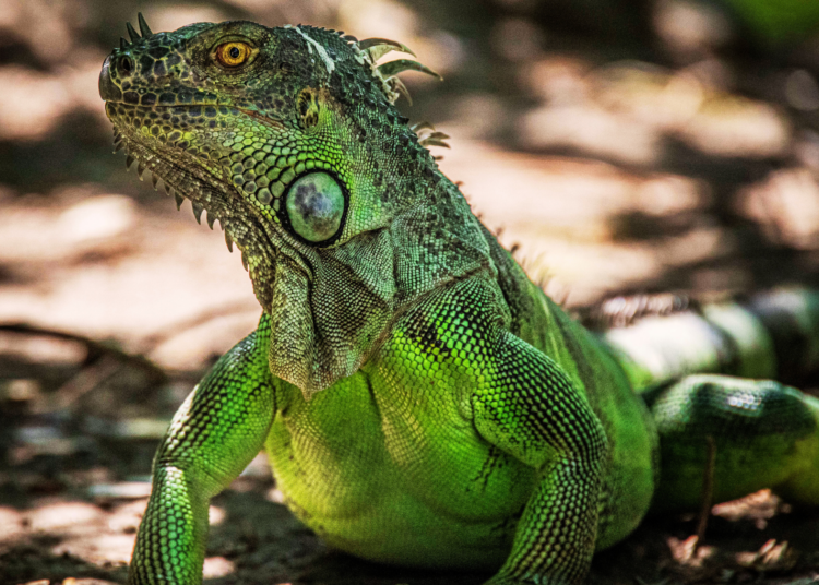 Giant Iguana Escapes Its Shipping Box, Wreaks Havoc Inside a FedEx in Wild Video