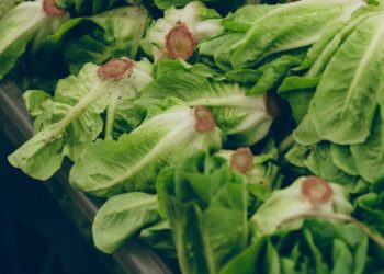 So Are We Eating Lettuce Again?