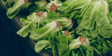 So Are We Eating Lettuce Again?