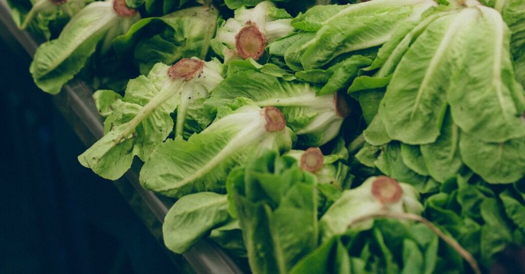 So Are We Eating Lettuce Again?