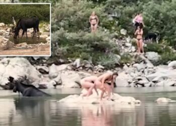 Moose gets shockingly close to Colorado swimmers: video
