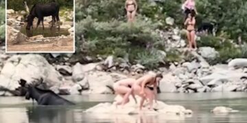Moose gets shockingly close to Colorado swimmers: video