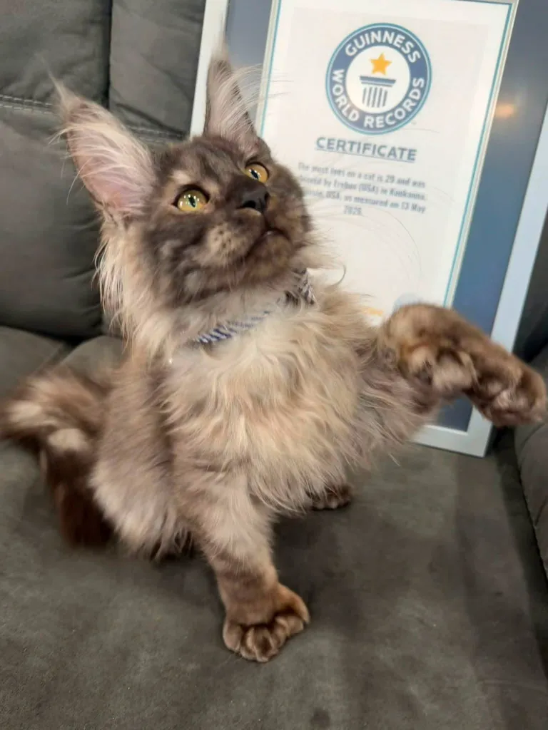 A polydactyl kitten with 29 toes on a gray couch with a Guinness World Records certificate in the background.