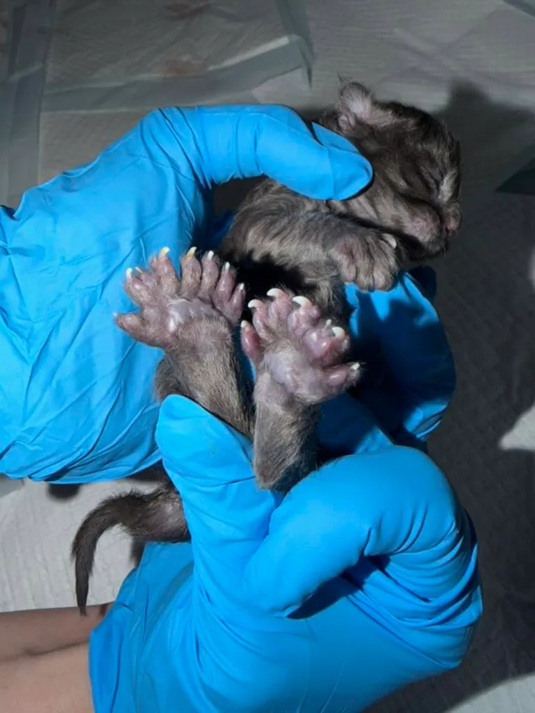 A newborn kitten with 29 toes being held by gloved hands.