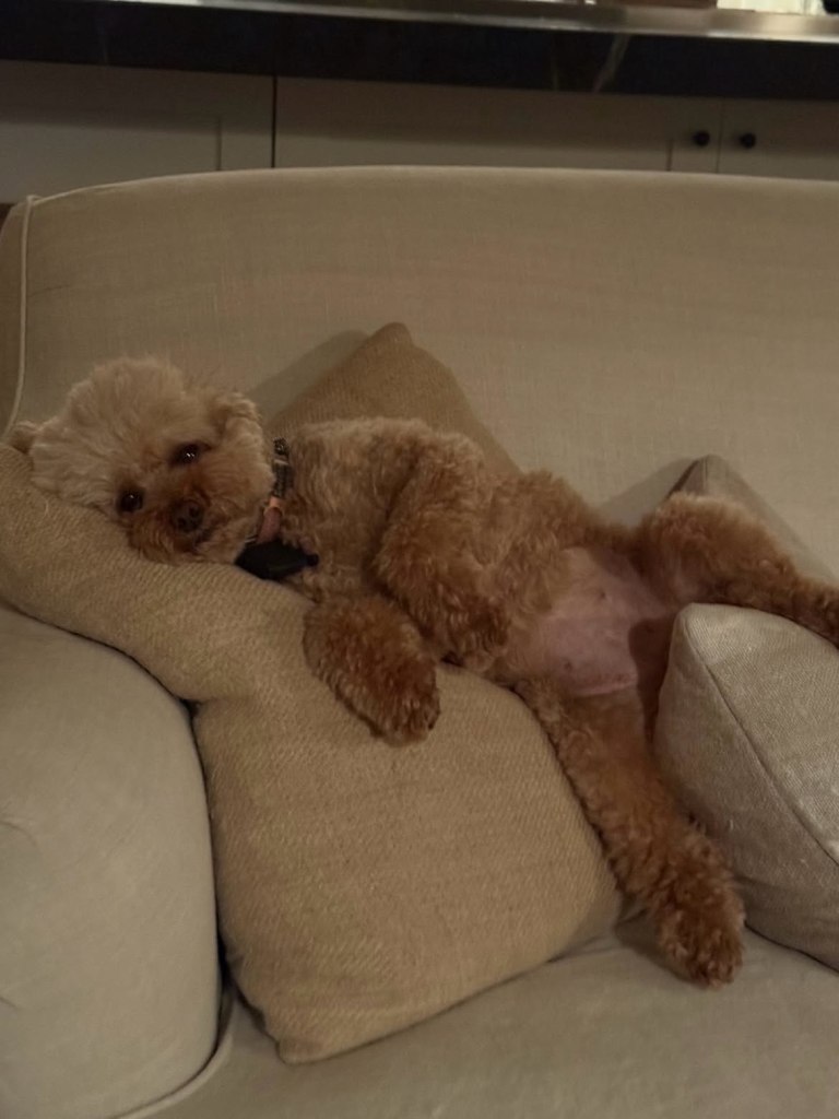 A light brown poodle lies on its back across two light beige sofa cushions.