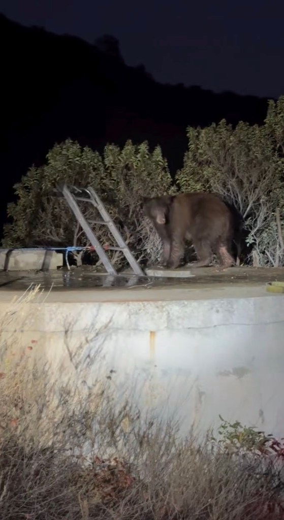 A mother bear stands next to a ladder on the edge of a water tank.