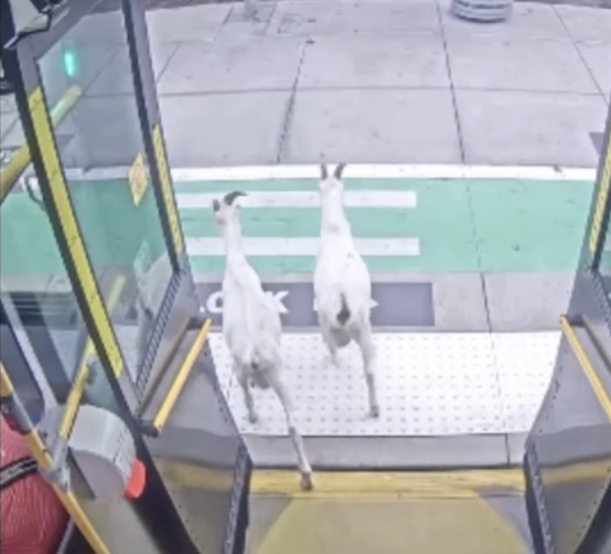 Two white goats with horns walking into an open bus door.