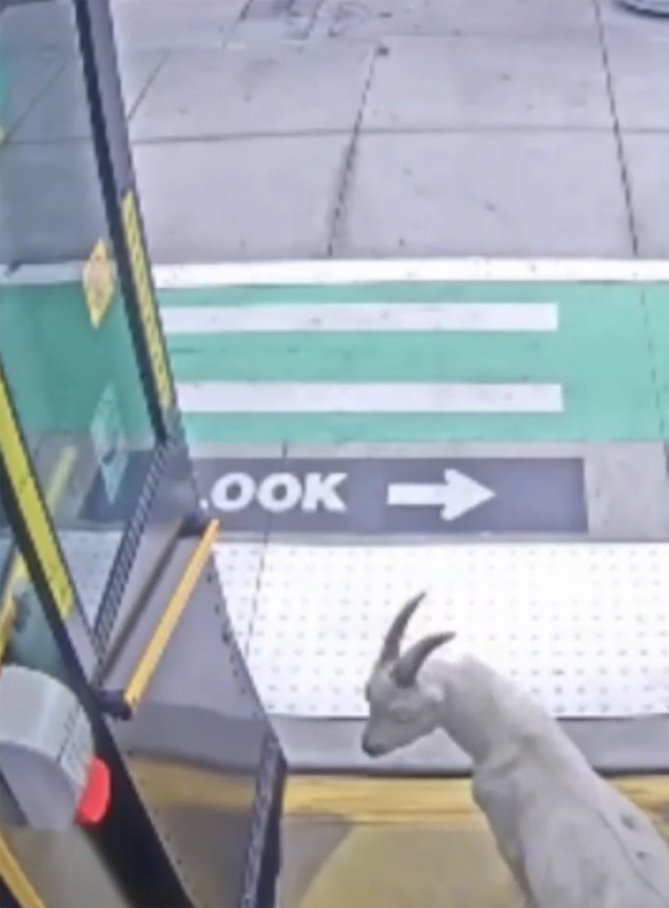 A goat looks at the open door of a public bus.