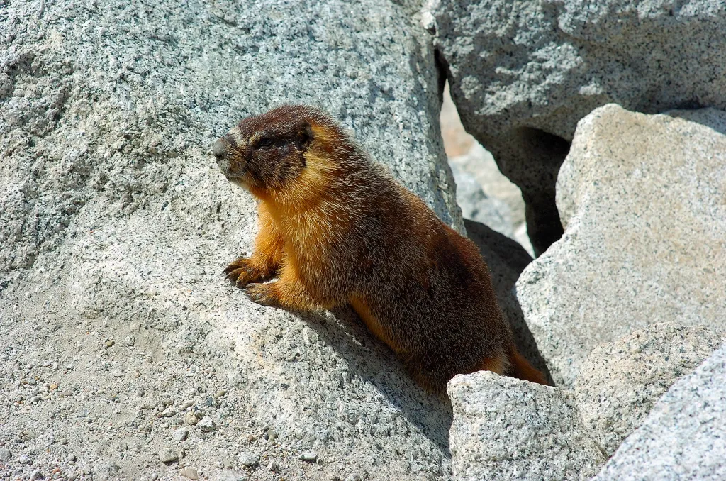 Yellow-bellied marmot resting on a light-colored rock.