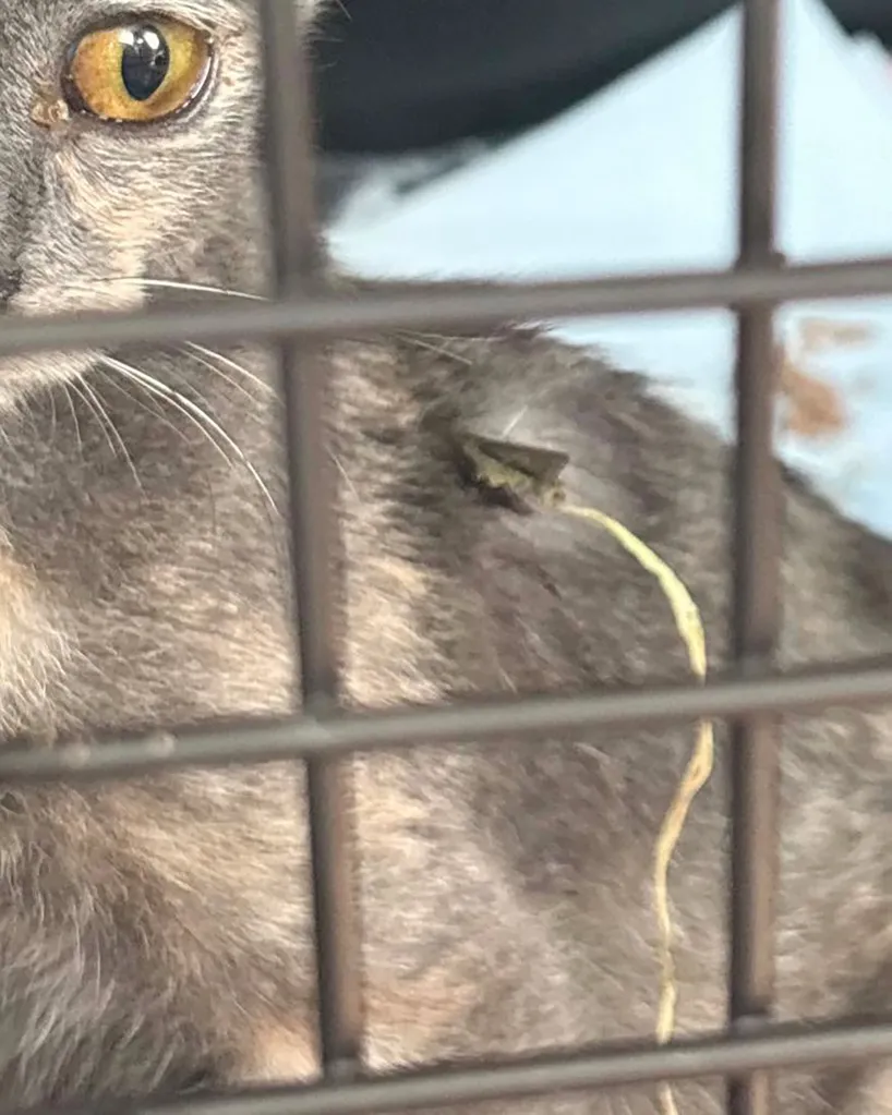 Xena was one of the cats targeted in an alleged animal cruelty case that left several other cats dead, according to WSMV 4.