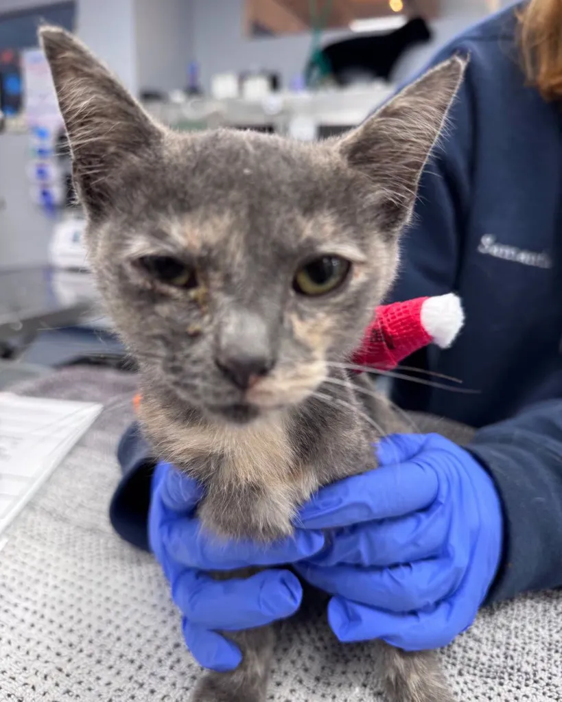 Xena survived after being found with a blow dart through her torso near a gas station in Erin, Tenn.