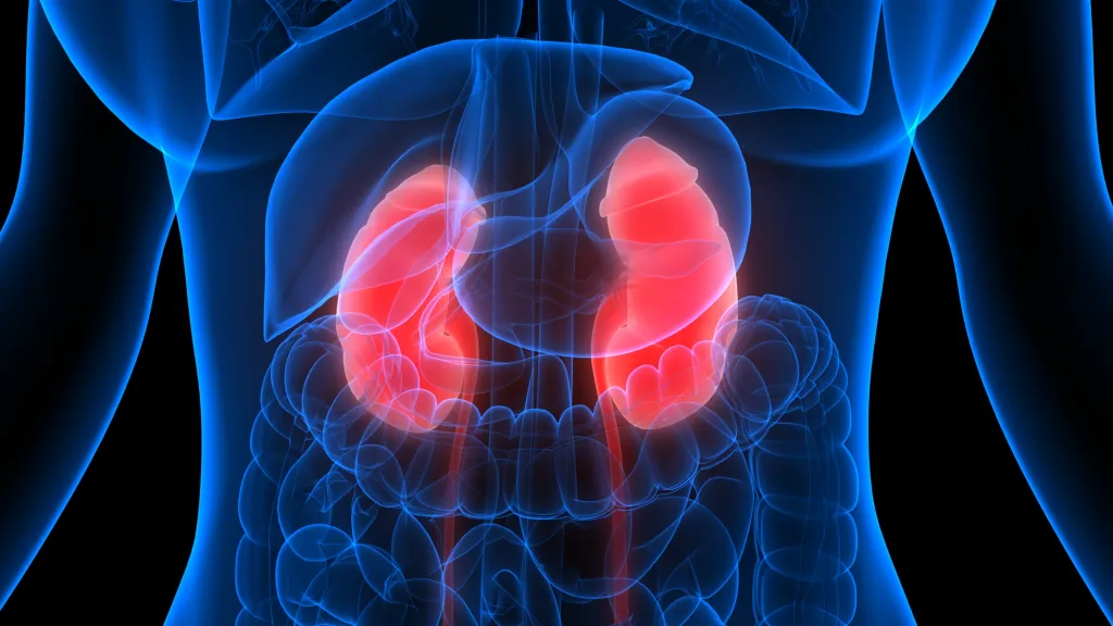 Illustration of the human urinary system, showing the kidneys highlighted in red within a blue translucent body.