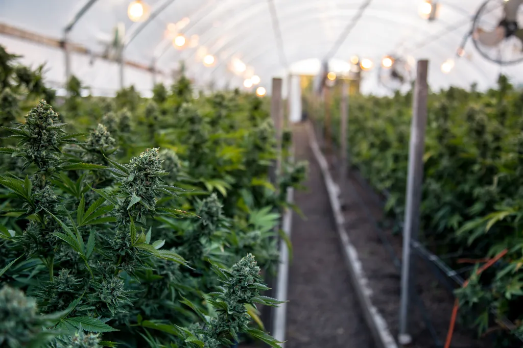 Rows of cannabis plants growing in a greenhouse.