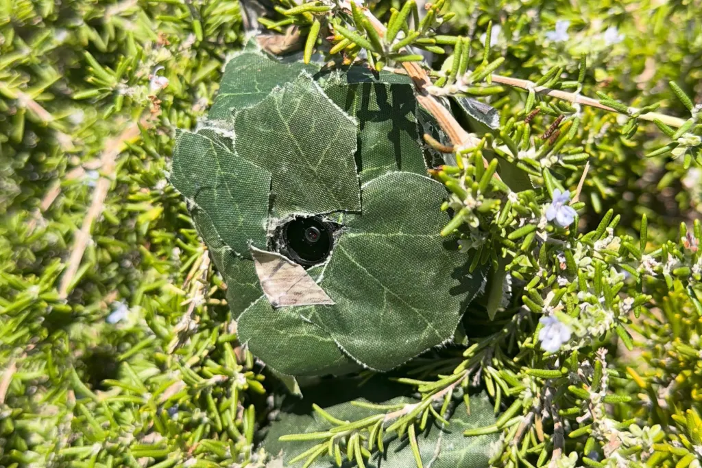 A hidden camera disguised with green fabric 