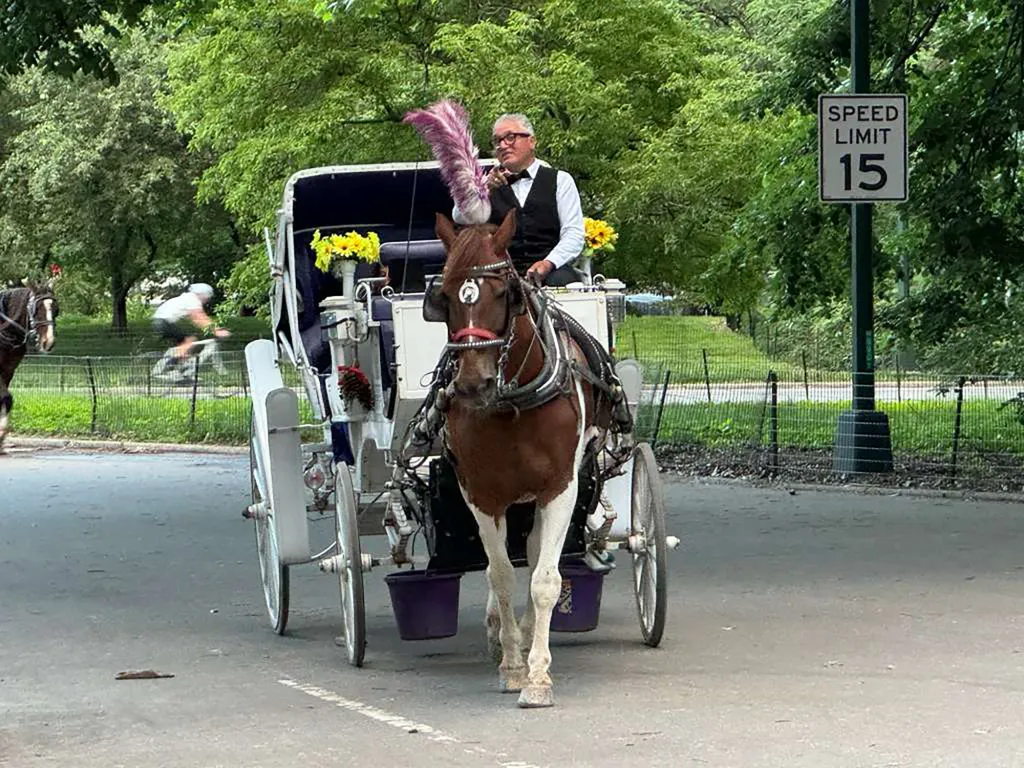 A man in a horse-drawn carriage in Central Park.