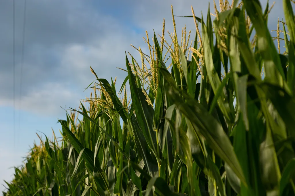 Kennedy, a second-term senator, began by comparing and contrasting his home state of Louisiana with Nebraska, particularly their relationship to food and local wildlife.