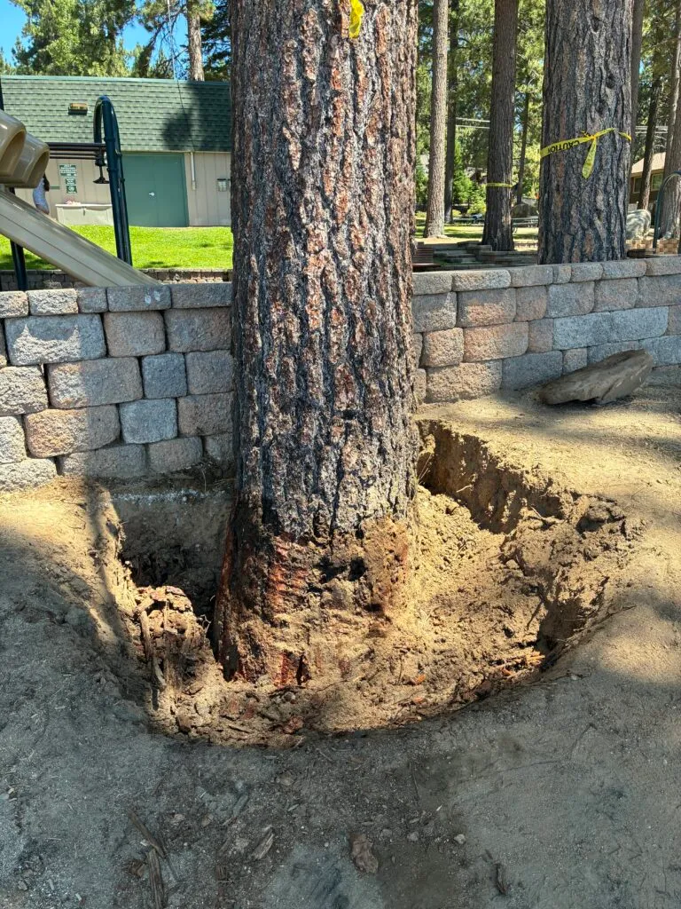 A large tree trunk with exposed roots surrounded by dug-out soil next to a retaining wall and playground.