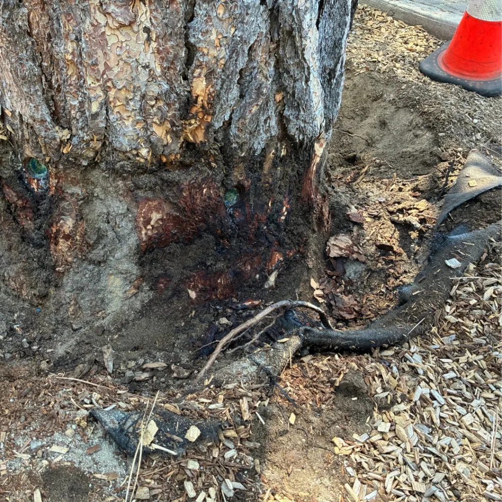 Close-up of a tree trunk with green liquid flowing from it, near an orange cone and wood chips.