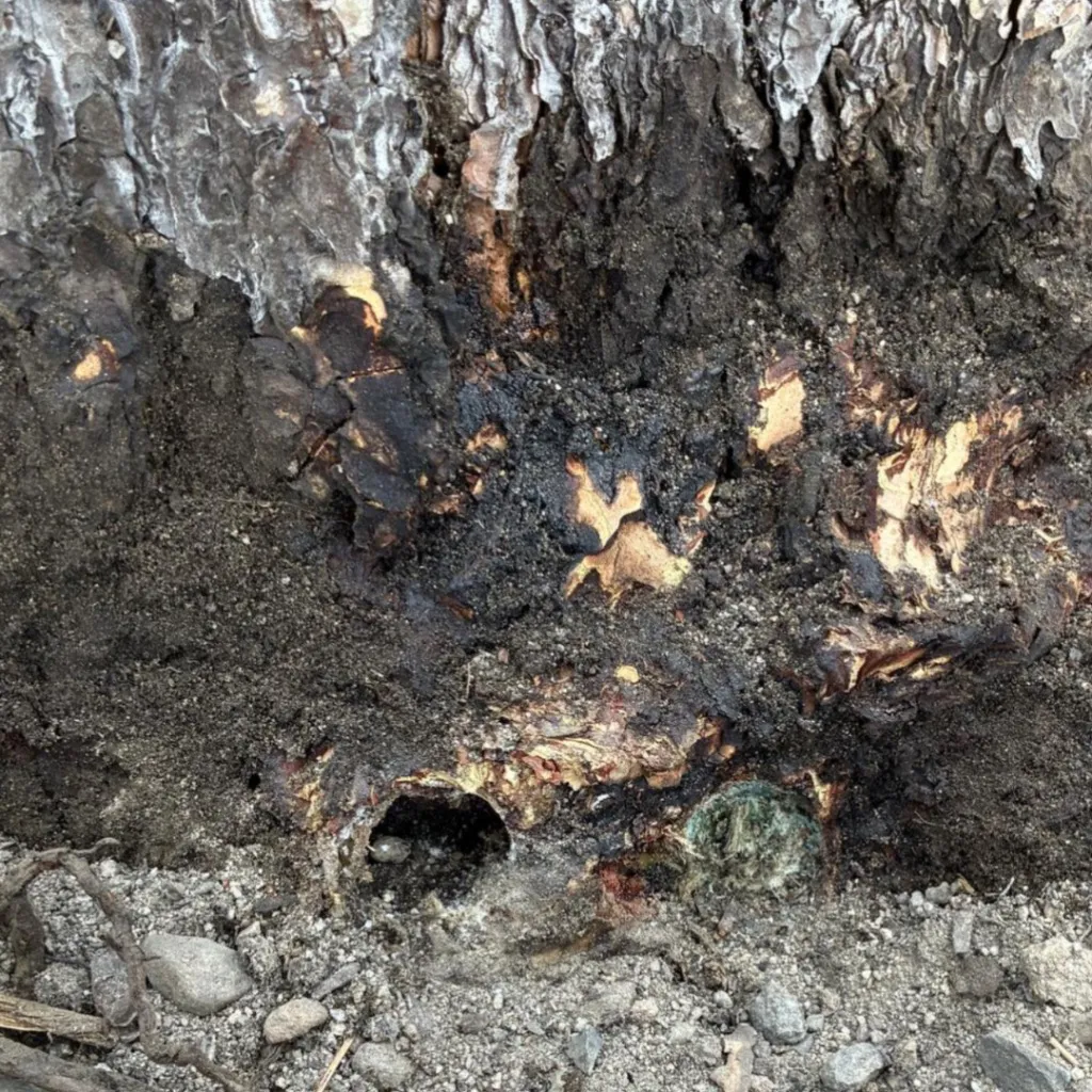 Wood and soil around a tree's base, with a dark hole and a green object.