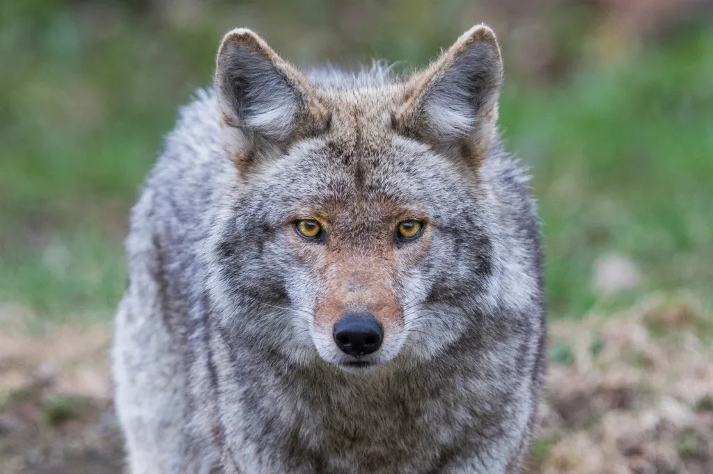 Portrait of a coyote with yellow eyes and grey-brown fur.