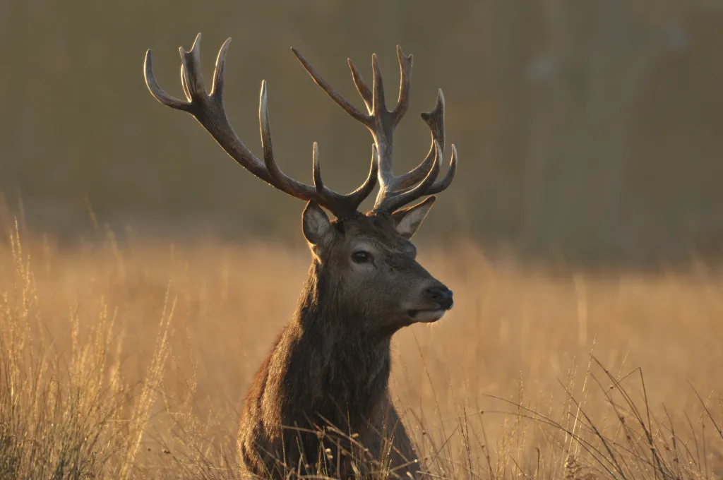 Red deer stag with large antlers in tall, golden grass.