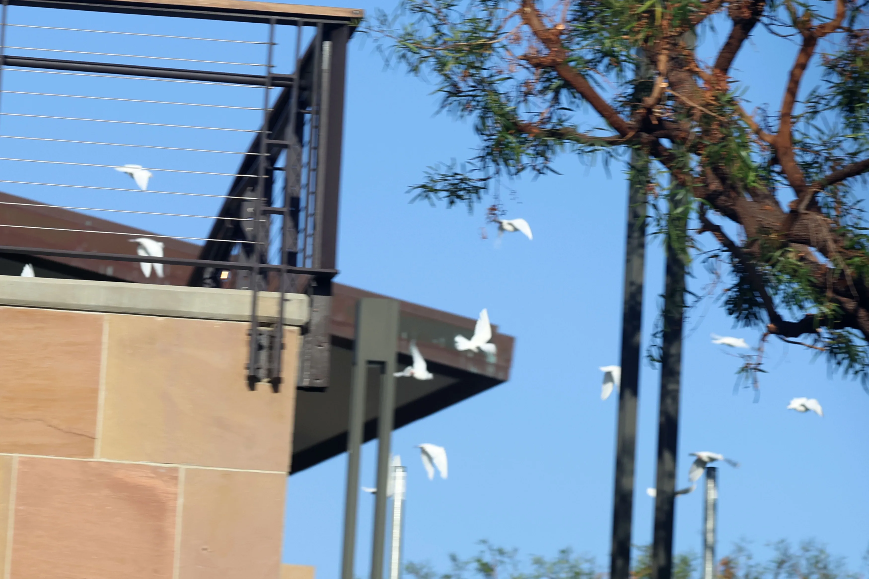 White doves released at a celebration of life for Hayden Panettiere.